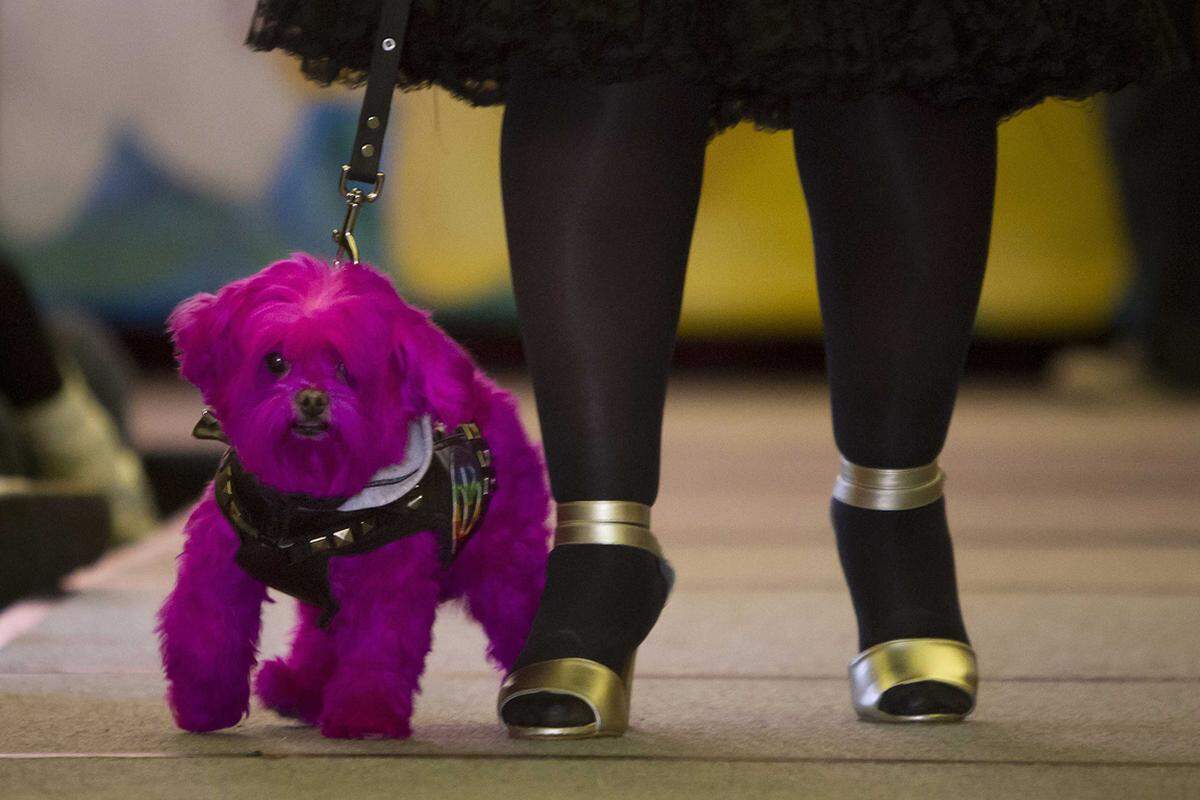 Auch Schmuckdesignern dienten die Vierbeiner als Mannequins. Hundewelpe Annabelle trug ein mit Swarovski-Steinen besetztes Collier mit passendem Armband für zusammen umgerechnet 10.500 Euro. Wie ein Stofftier schaut dieser Vierbeiner aus.