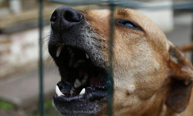 Symbolbild - Sollen Besitzer von Hunden dafür bestraft werden, wenn ihr Hund einen Menschen schwer verletzt? Großbritannien ist aufgerufen, dazu seine Meinung abzugeben.
