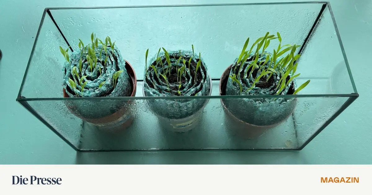 Endlich-gute-Schnecken-f-r-den-Garten-premium-