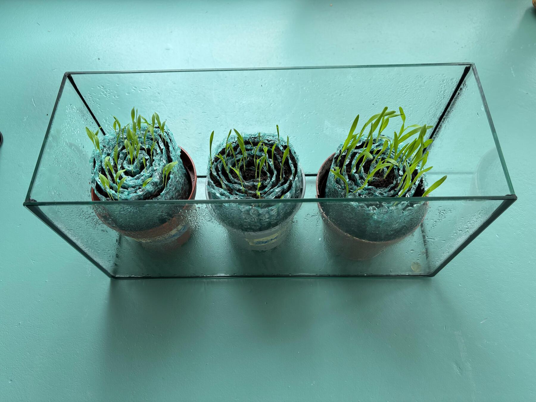 Endlich gute Schnecken für den Garten [premium]