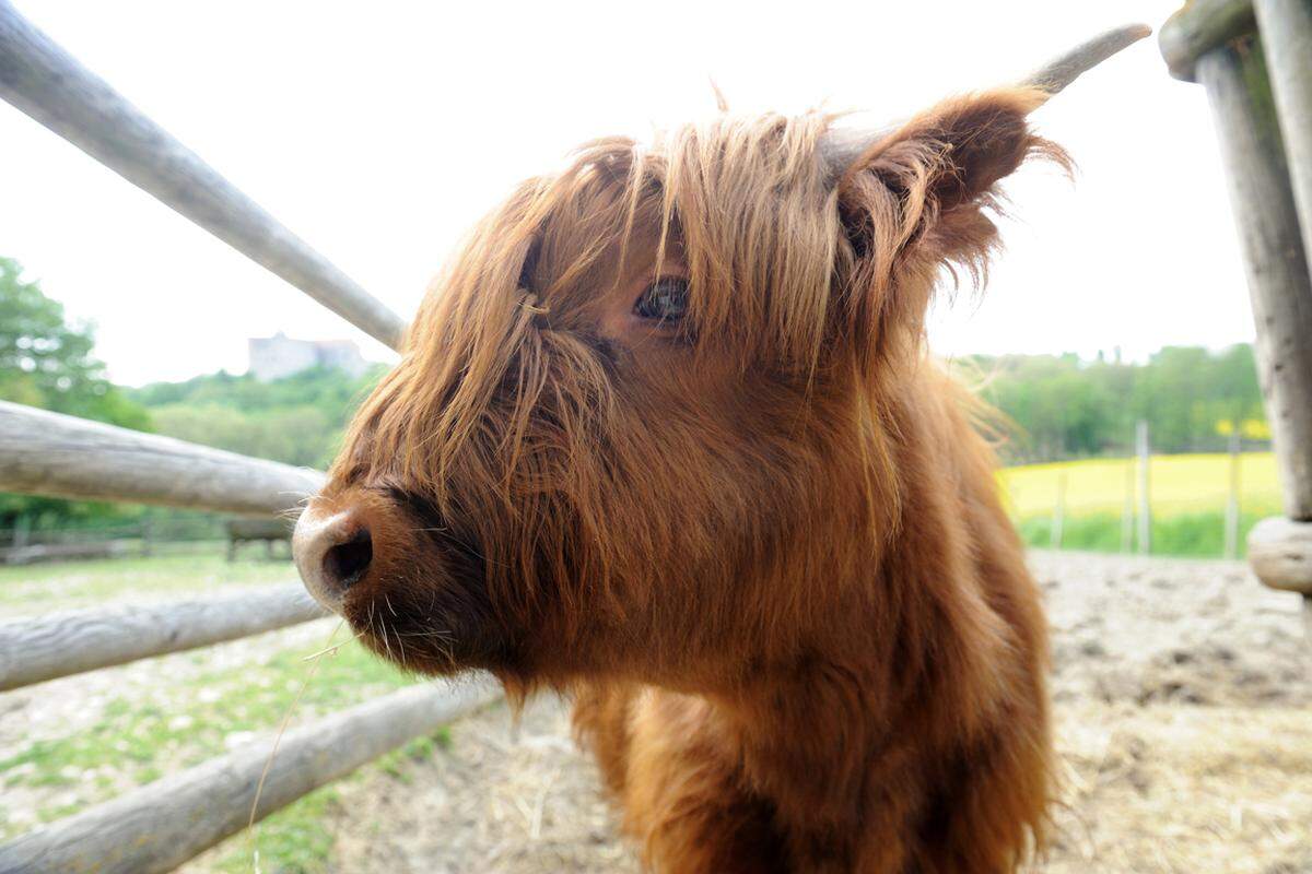 Neben vielen heimischen Tierarten leben auch einige schottische Hochlandrinder im Wildpark. Sie galten früher als gefährdet, mittlerweile ist der Bestand aber wieder gesichert.