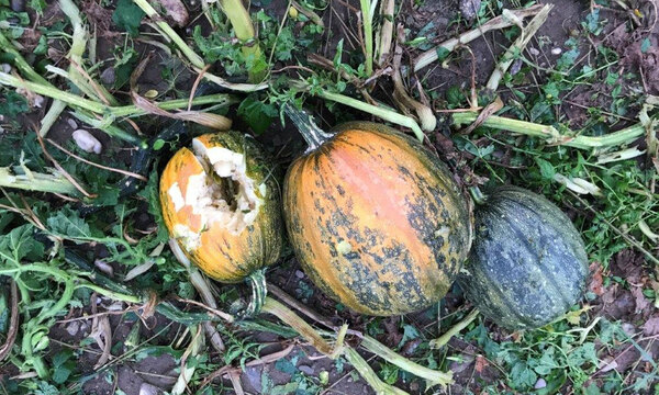 Hagelschaden an Ölkürbis, Wildon, Steiermark