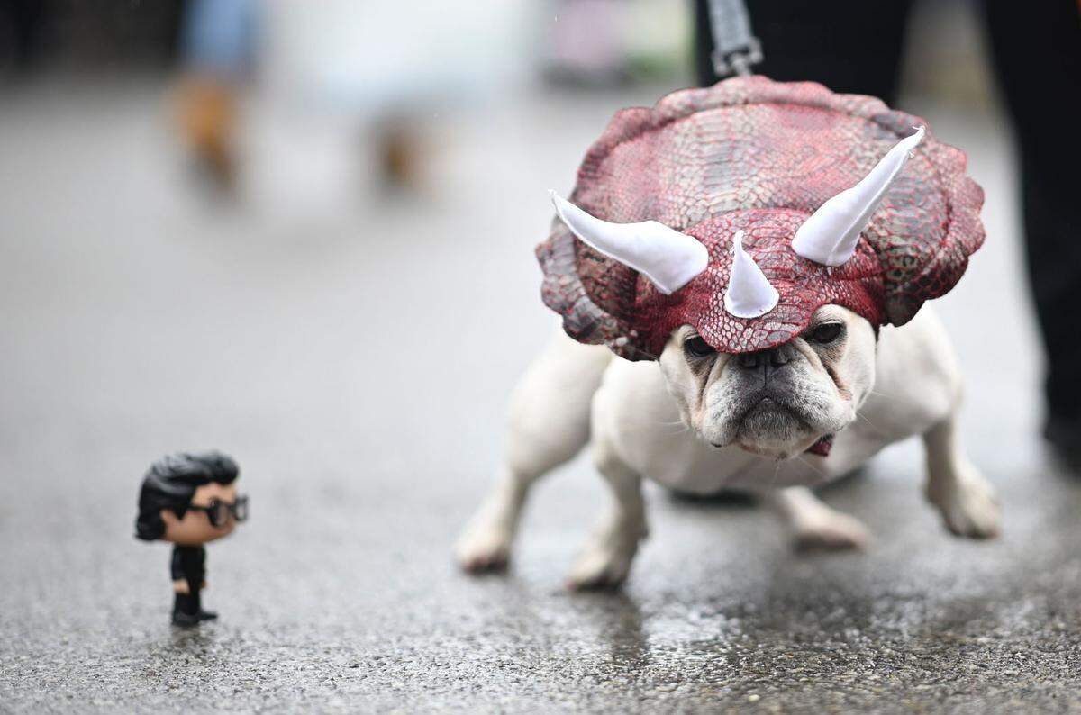 Die jährliche Halloweenparade am Tompkins Square in Manhattan ist für viele Hundebesitzer ein Highlight. Wo sonst sieht man den besten Freund des Menschen als Dinosaurier oder auch Rhianna verkleidet?