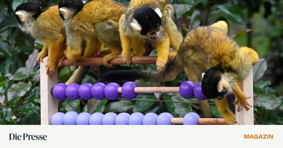 Von-welchen-L-ndern-sterreich-bei-der-Finanzbildung-etwas-lernen-kann-premium-