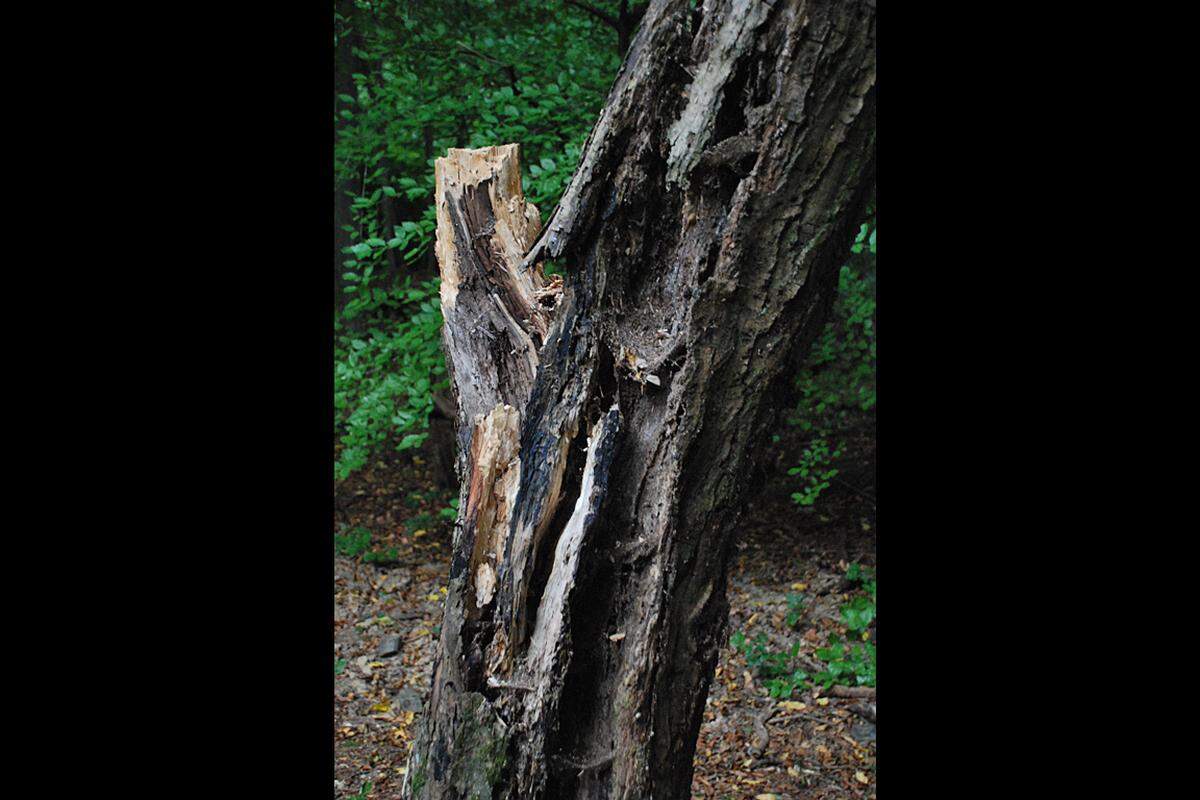 Während der Freizeitwald Lainzer Tiergarten nach strikten Planungen vom Forstamt gestaltet wird, ist am Johannser Kogel der komplette Kreislauf vom Werden und Vergehen eines Baumes auf engstem Raum zu beobachten.