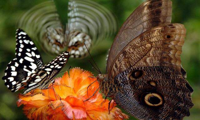 GERMANY BUTTERFLY