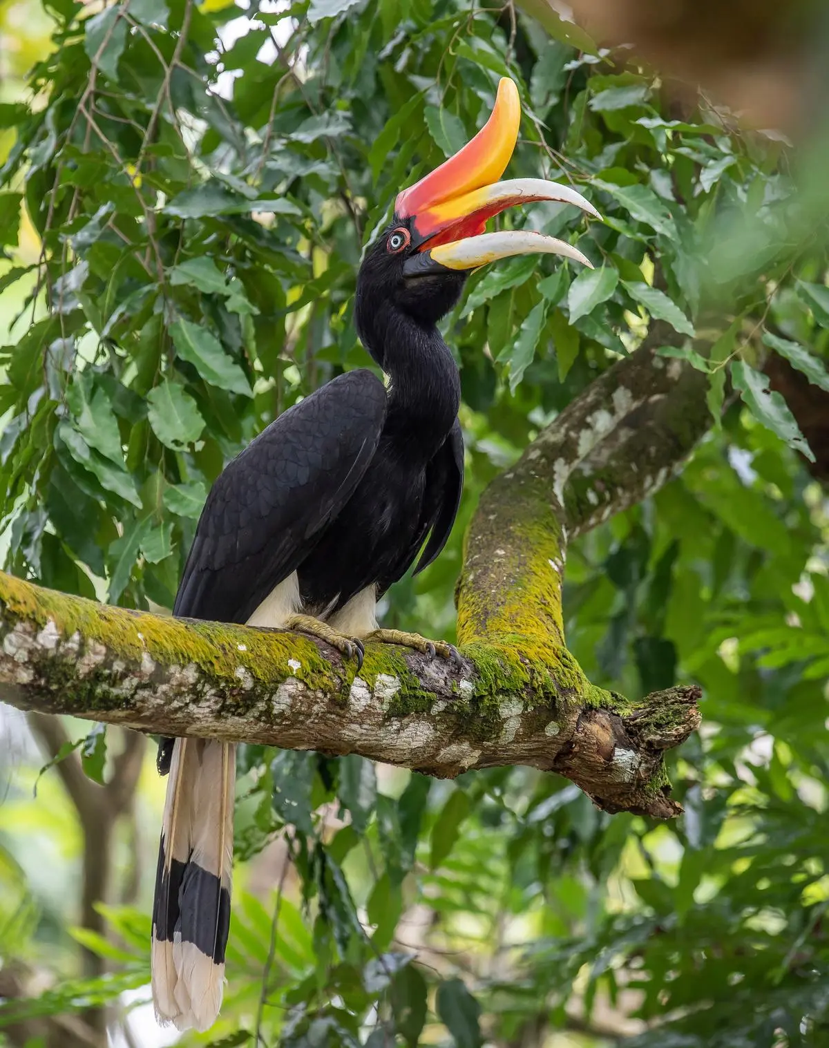 The colorful rhino bird is one of the most symbolic bird species Borneos.