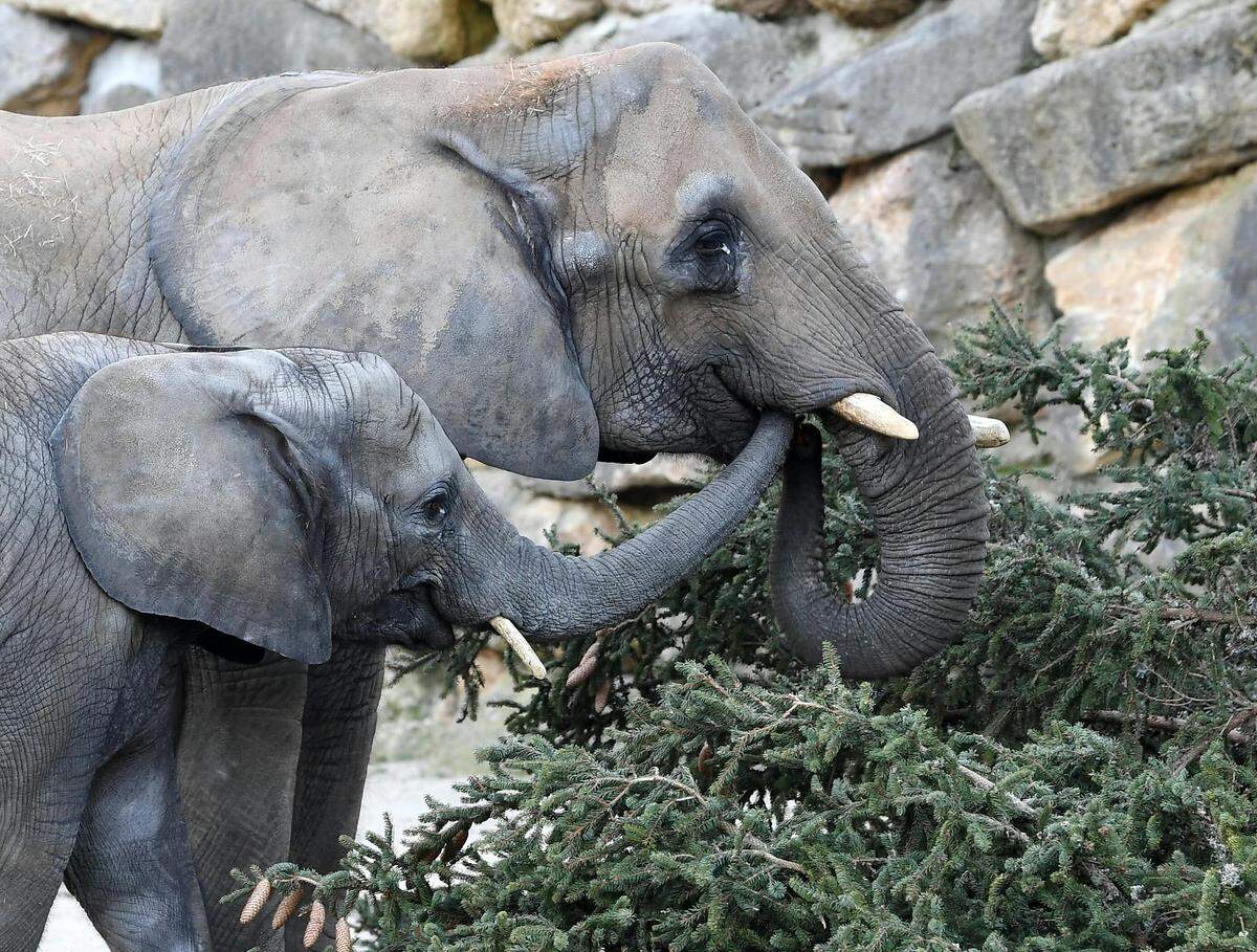 Im Tiergarten Schönbrunn haben die Elefanten am Freitag ihr alljährliches Christbaum-Frühstück bekommen. Die 120 Jahre alte Salzburger Fichte wurde in der Früh vor dem Schloss Schönbrunn gefällt, zerkleinert und anschließend per Lkw an die Dickhäuter geliefert.