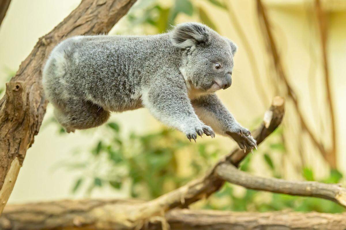 Auf die Welt gekommen ist Koala-Jungtier Millaa Millaa im ersten Lockdown am 21. April 2020. Nun feiert das Weibchen - erneut in einem Lockdown und daher ohne Besucher - seinen ersten Geburtstag. Millaa Millaa springt gerne von Ast zu Ast - was man den als träge geltenden Koalas gar nicht zutrauen würde.