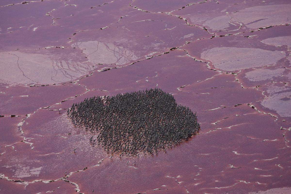 Die rötliche Färbung des Sees, die zum Teil aus dem Weltraum erkennbar ist, wird durch Milliarden von Salinenkrebsen verursacht. Viele Vögel, darunter auch bis zu 2,5 Millionen Zwergflamingos haben sich wegen der Krebse dort angesiedelt.