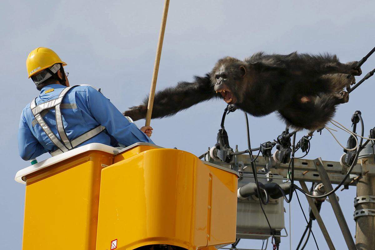 14. April. Lange dauerte seine Zeit in Freiheit nicht, doch Schimpanse Chacha aus einem japanischen Zoo wollte sie mit allen Mitteln auskosten. Mehrere Stunden lang versuchten Pfleger das Tier, das über eine Stromleitung entwichen war, wieder einzufangen.