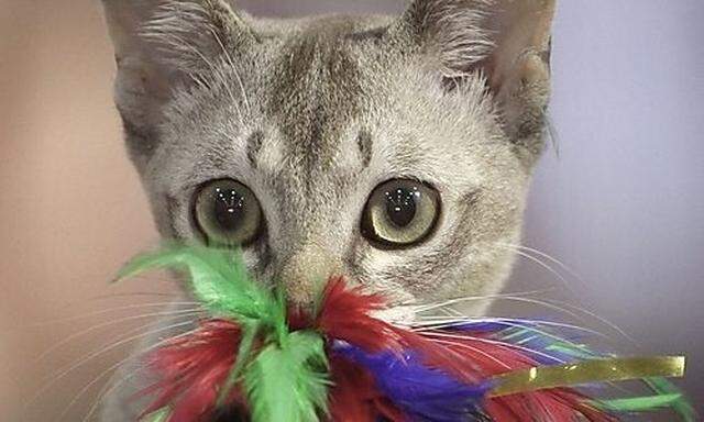 A Singapura cat plays with a toy during an international feline beauty contest in Bucharest, Romania,