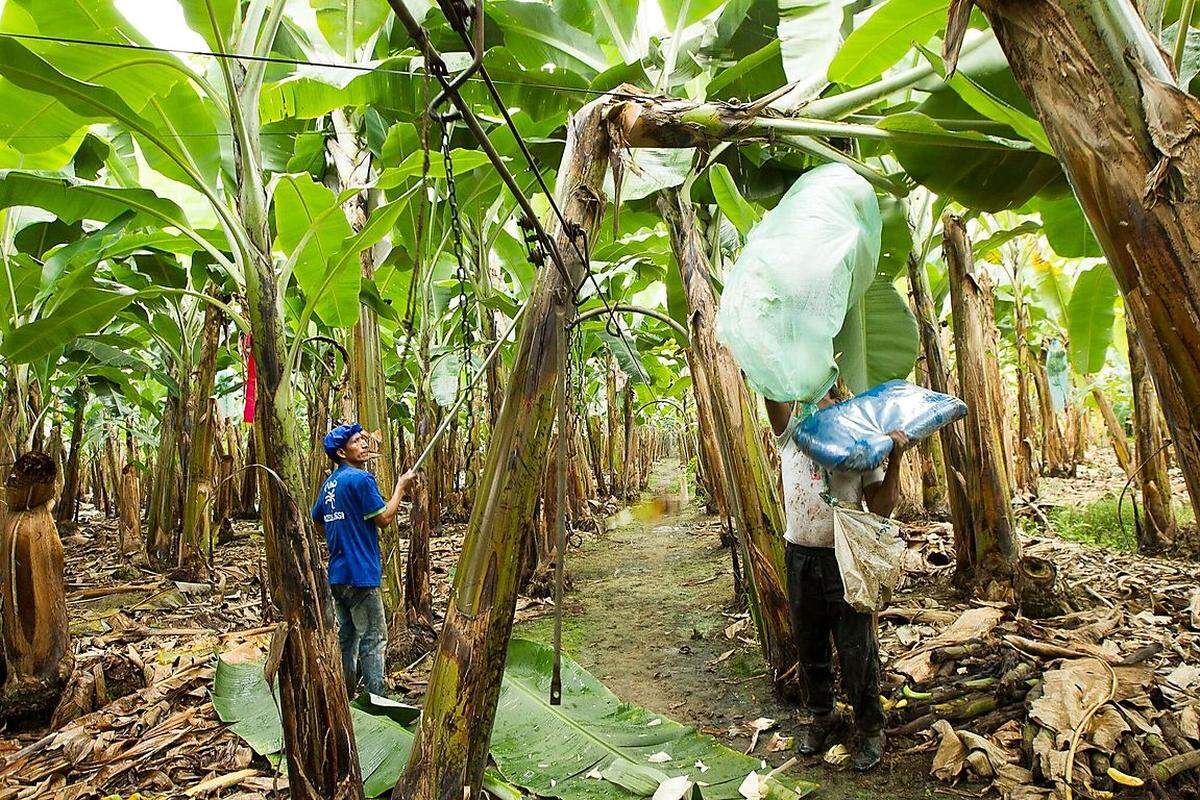 Bananen werden grün geernet. Dazu fällen die Arbeiter die ganze Bananenstaude, aus der in acht bis zehn Monaten eine neue Pflanze wächst. Die Feldarbeiter müssen darauf achten, dass die Früchte möglichst unbeschadet bleiben. Um die Reifung zu stoppen, wird das Obst bis zur Ankunft im Zielland gekühlt.
