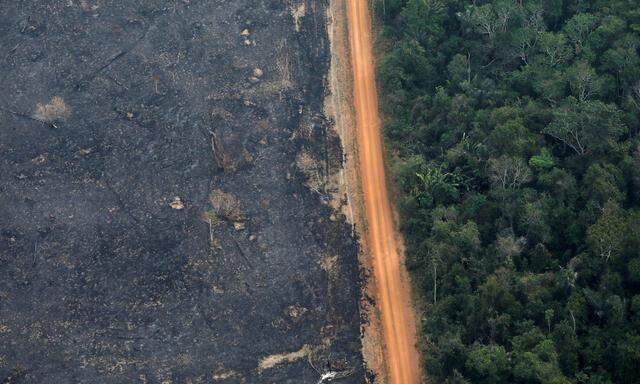 Innerhalb eines Jahres wurde so viel Regenwald vernichtet wie seit 2008 nicht mehr.