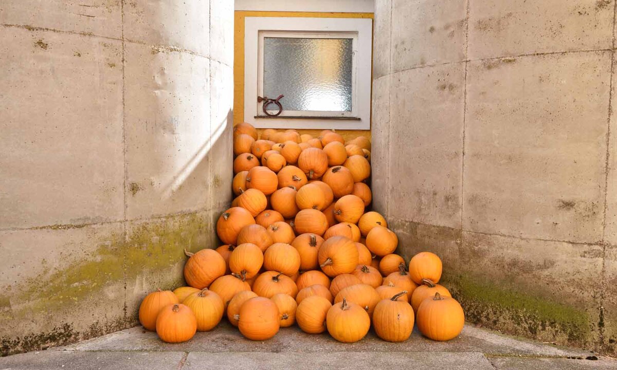Seit heuer ist der Betrieb biozertifiziert, nach einer dreijährigen Umstellungsphase.