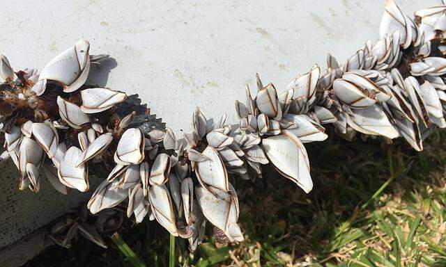 150806 THE REUNION ISLAND Photo taken on Jul 29 2015 shows shells growing on a piece of d