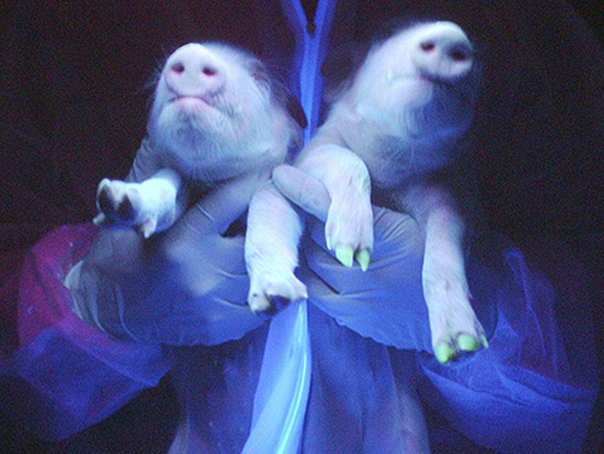 Nach Dolly setzt ein regelrechter Klon-Boom ein: Mehr als ein Dutzend verschiedene Nutz- und Wildtierarten wurden dabei auf die gleiche Weise kopiert.   Bild: Schweine mit fluoriszierenden Klauen.