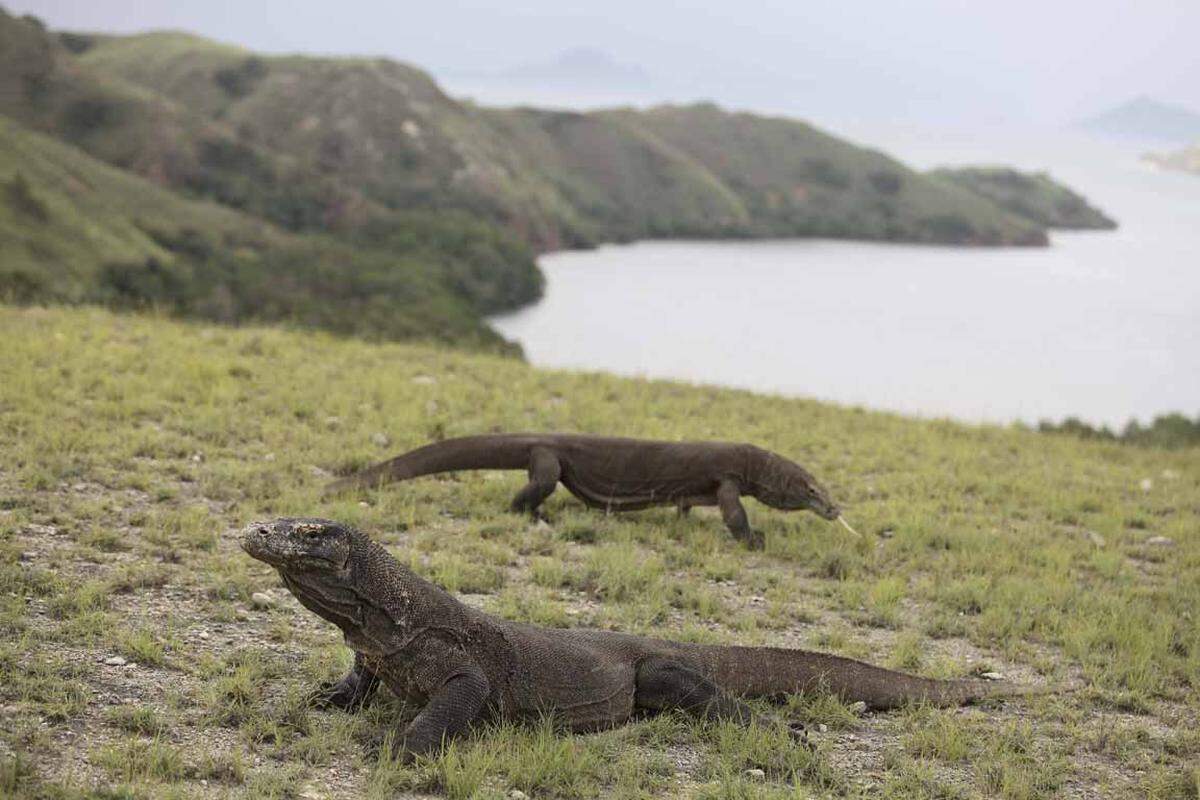 Auf der Insel Komodo scheint die Zeit stehen geblieben zu sein. Und zwar als noch Dinosaurier die Erde bevölkerten. Auf der bergigen Vulkaninsel leben Komodowarane, die größten lebenden Echsen der Welt. Man kann etwa zur Aussichtsplattform Banugulung wandern und dort zusehen, wie Park Ranger die bis zu drei Meter langen Echsen mit Ziegenkadavern füttern.  