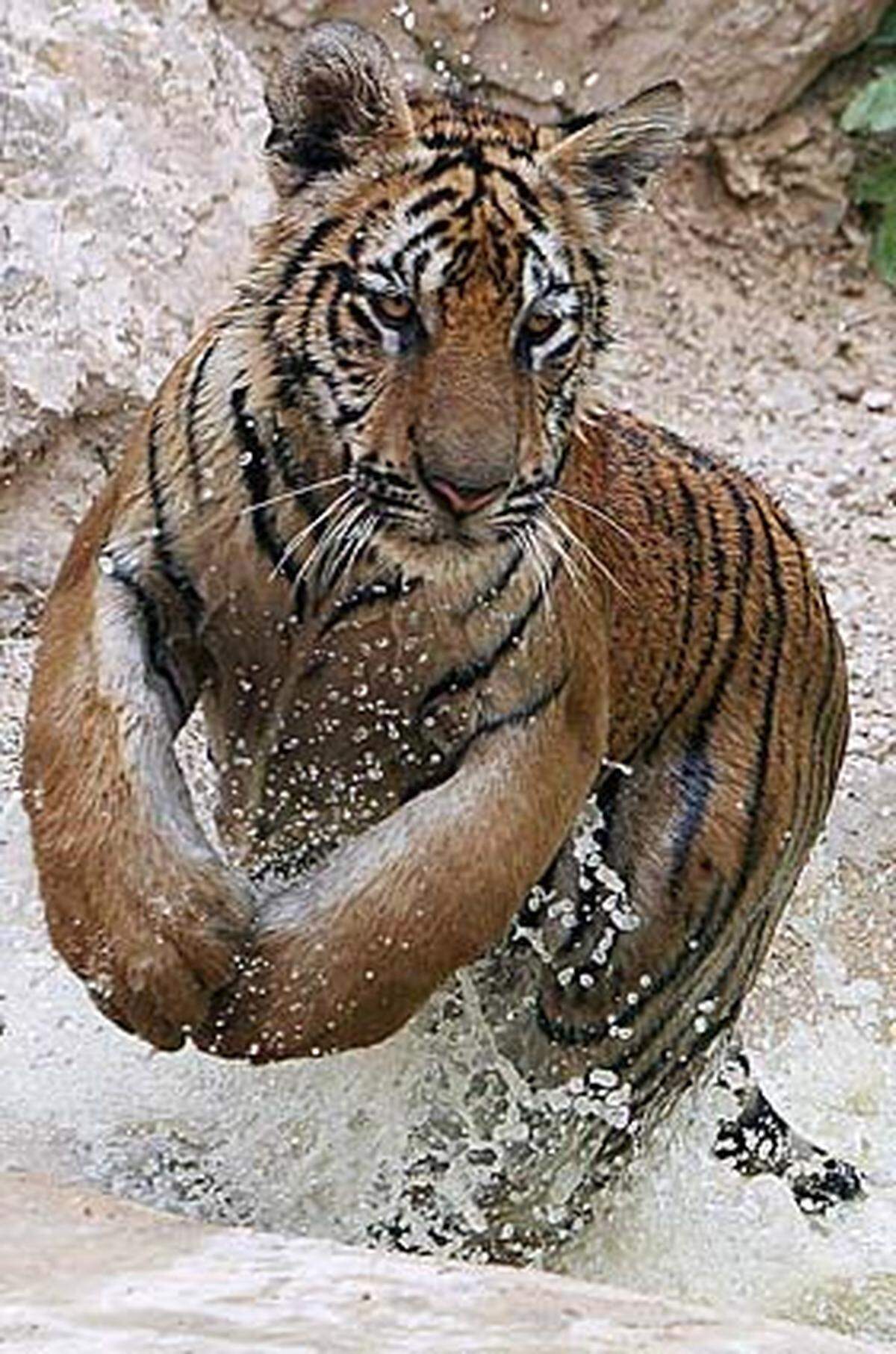 Seither hat Abt Chan ein Reservat aufgebaut, wo Besucher die ruhenden Tiger berühren können.