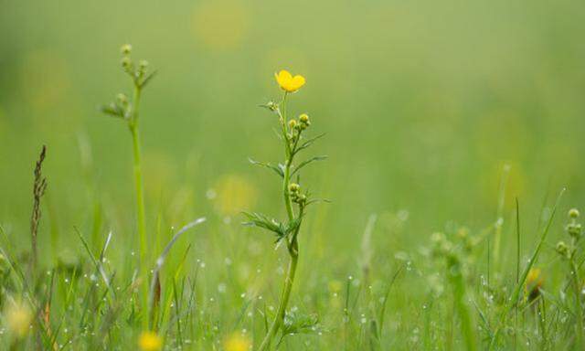 Der Frühling kommt - vielleicht allmählich doch auch an der Börse.