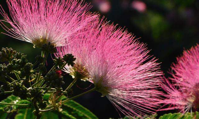 Duftende rosa Flauscheblüten: der Seidenbaum.