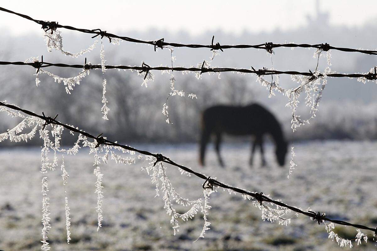 Quorn, England. Die Britischen Inseln werden von ungewöhnlichem Frost und Schneefall heimgesucht. Veranschaulicht am Stacheldraht einer Pferdekoppel in Mittelengland.