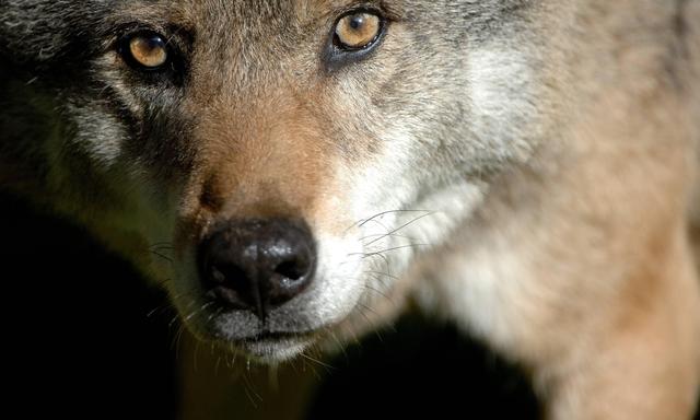 Symbolbild: Ein Wolf starb in Osttirol, ein anderer wurde vermutlich in Salzburg gesehen.