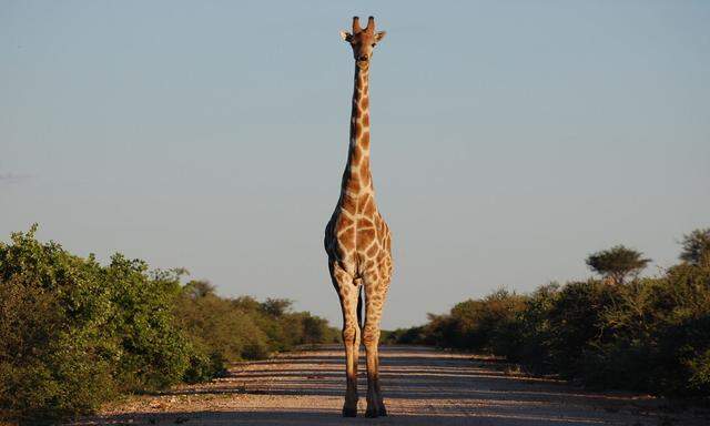 Den längsten Tag des Jahres, den 21. 6., haben Giraffenschützer zu dem ihrer Schutzbefohlenen ausgerufen.