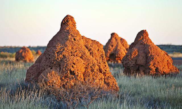 Termiten als Feuerwehr: Mit ihren Bauten wehren sie der Trockenheit und schaffen Oasen.