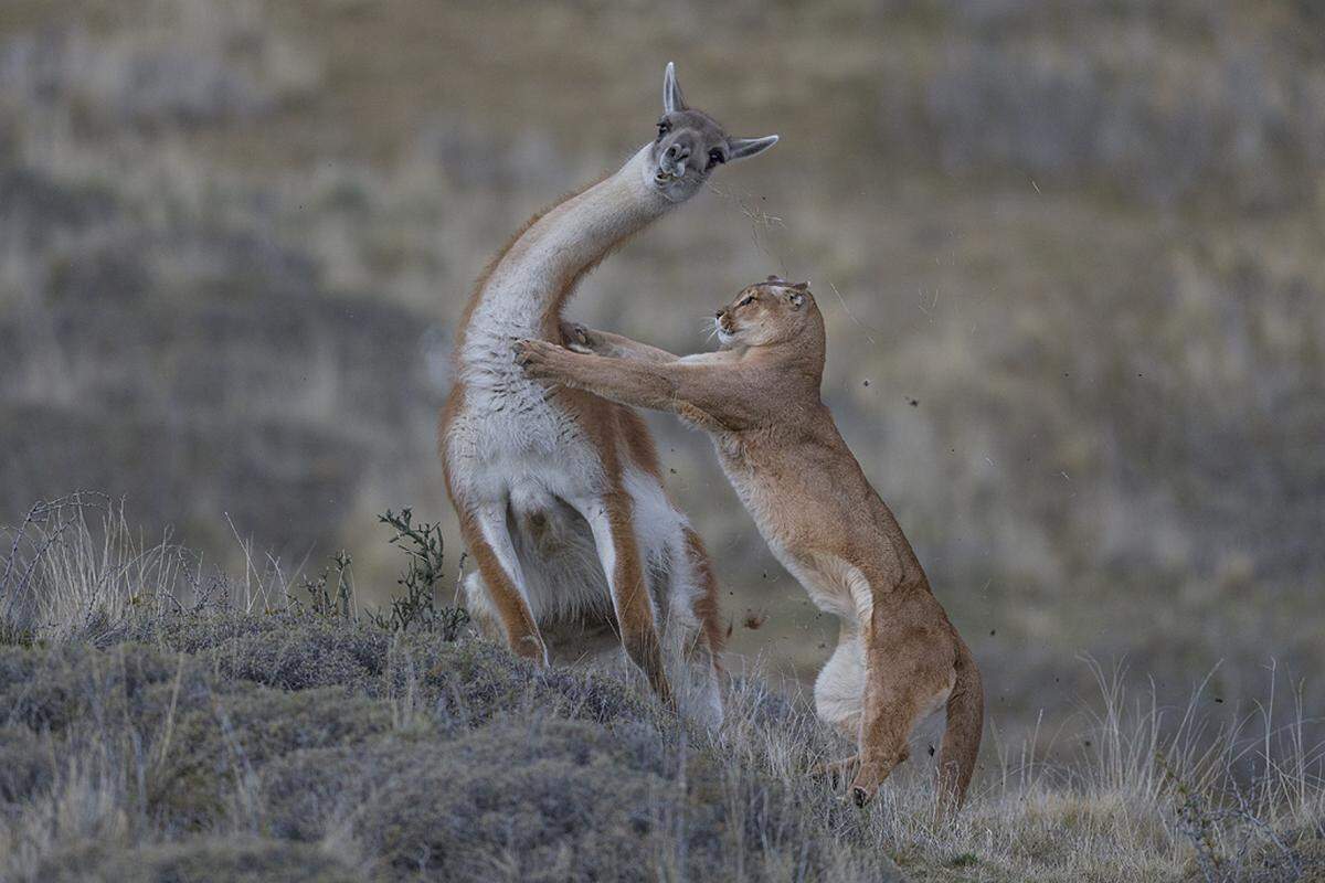 "The equal Match" - maßt der deutsche Fotograf Ingo Arndt seinen Motiven in Chile zu. Ob der Kampf zwischen Puma (Berglöwe) und Guanako (Kamelart) tatsächliche ebenbürtig ist?