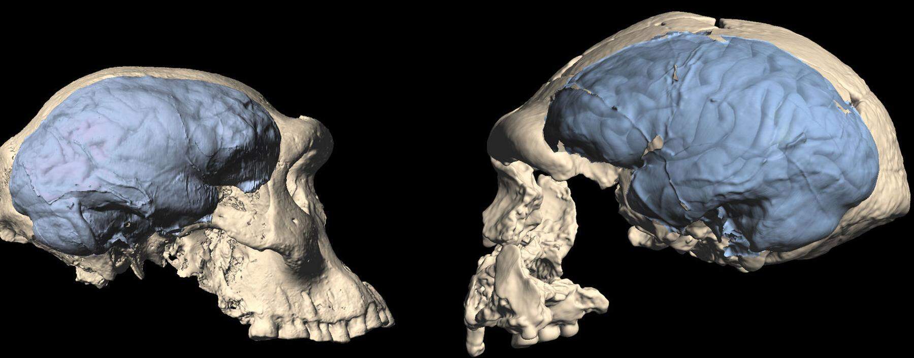 Diese Schädel werden beide zur Gattung Homo (und meist zur Art Homo erectus) gezählt – und sehen doch ganz unterschiedlich aus: Der linke ist aus Georgien und ca. 1,8 Millionen Jahre alt, der rechte wurde in Java gefunden und ist laut neuerer Datierung ca. 1,5 Millionen Jahre alt.