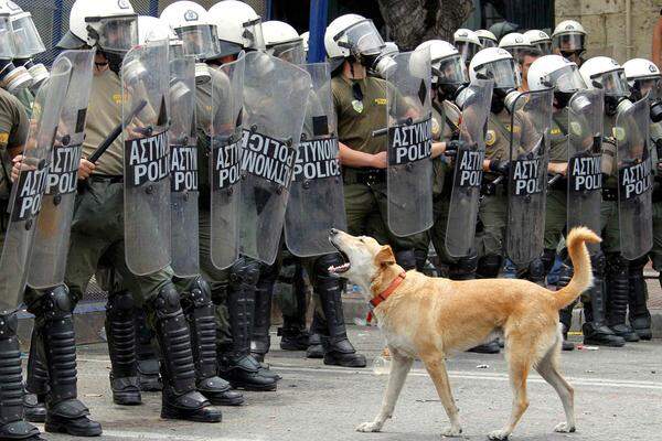 Viele warfen Flaschen und andere Gegenstände. Auch Hunde nehmen bei griechischen Protesten gerne teil.