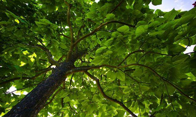 Blätterwerk eines Baumes