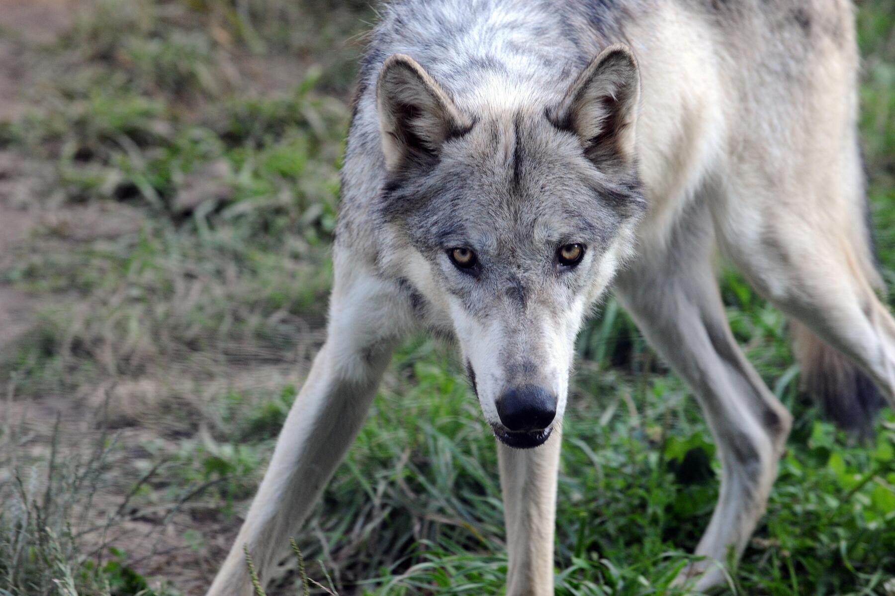 Vorarlberg erlaubt präventiven Abschuss von Wölfen