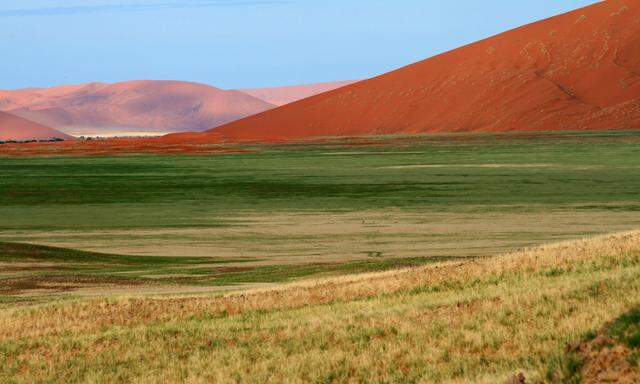 Nach Regen mutiert die aride Namib-Naukluft-Region kurz zur Oase. 