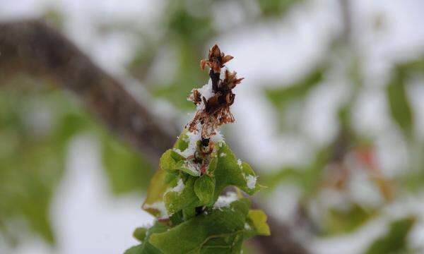 Frostschäden wie hier auf einem Marillenbaum in Krems können die ganze Ernte gefährden.