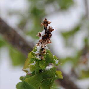 Frostschäden wie hier auf einem Marillenbaum in Krems können die ganze Ernte gefährden.