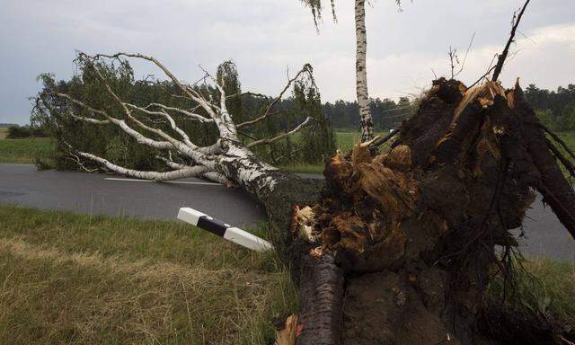 Ein umgekippter Baum nach dem Sturm auf der Strasze Kreisstrasze K26 zwischen Zicherie und Tuelau Fahr