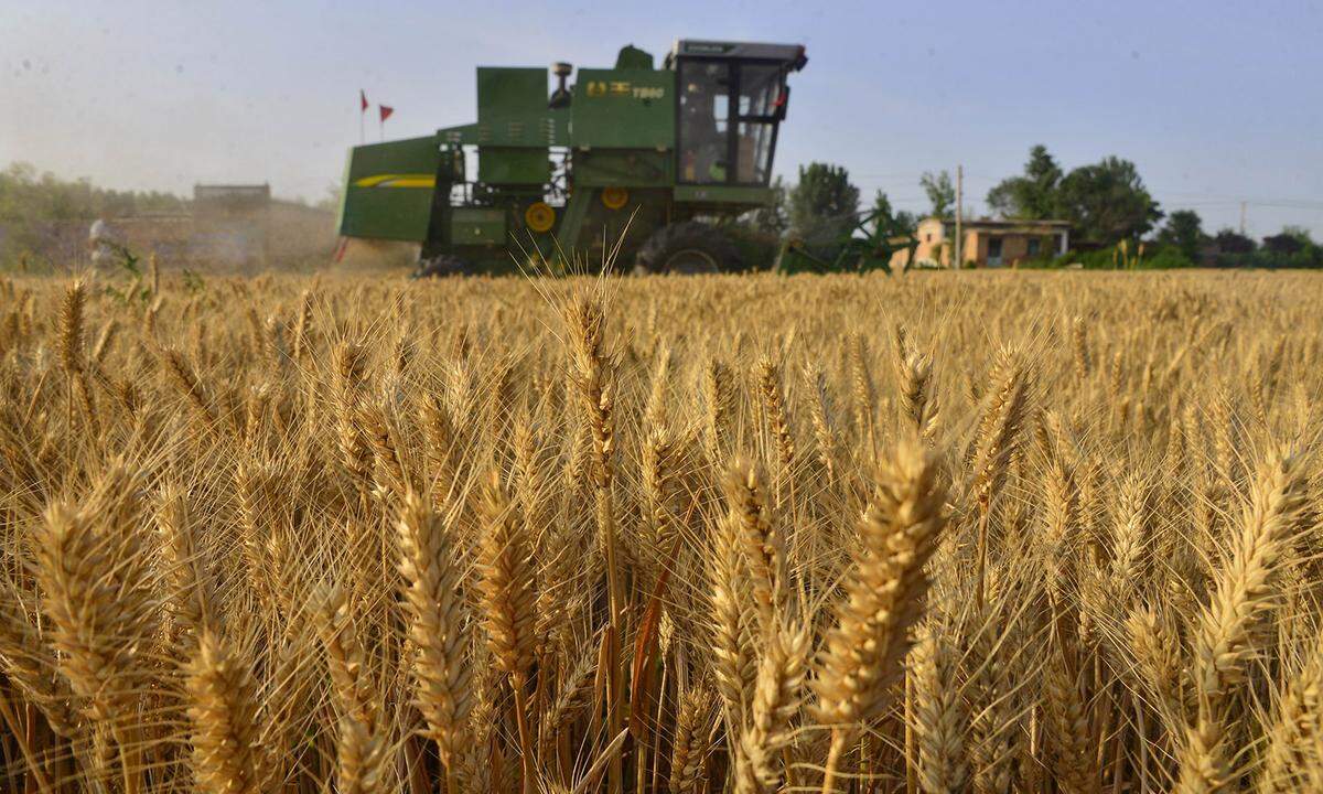 Rund um den Globus ist Weizen ein wesentlicher Bestandteil der Ernährung. Auch in der Nahrungsmittelindustrie ist er nicht wegzudenken, das macht ihn auch zu einem der zehn Waren, die als meistgehandelt bezeichnet werden, Platz neun.