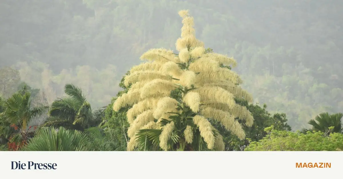 Die-Palmen-in-Rio-bieten-ein-botanisches-Spektakel