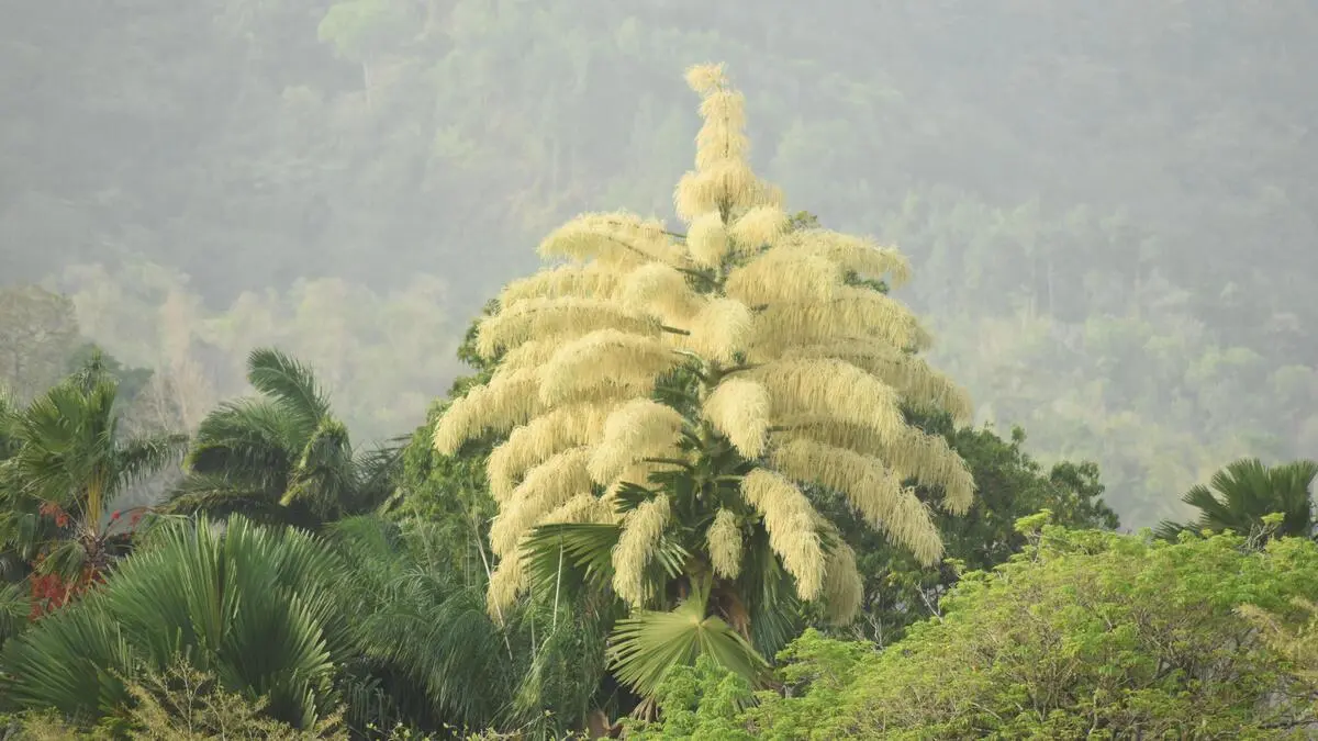 Die Palmen in Rio bieten ein botanisches Spektakel –