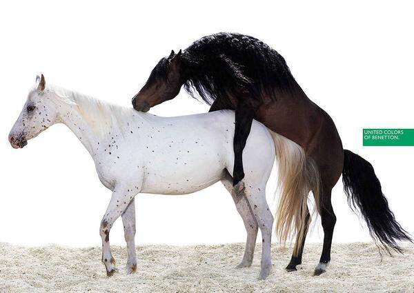 Zwei Pferde beim Geschlechtsverkehr 1996.