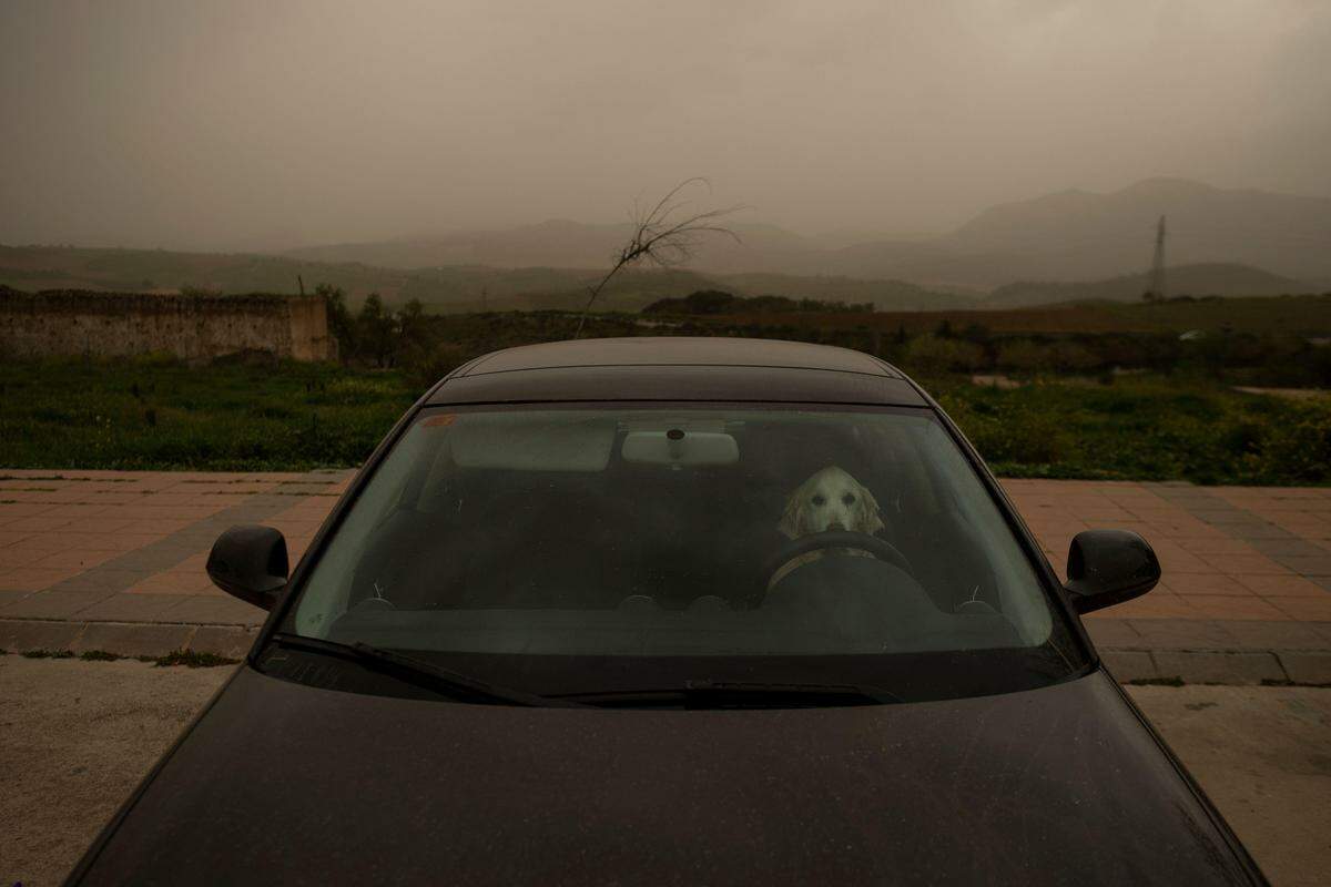 24. März. Ein ebenfalls im südspanischen Ronda aufgenommes Bild zeigt einen Hund namens „Pluto“ in einem Auto inmitten von Dunst, der Wüstensand mit sich führt, ein meteorologisches Phänomen, das in Spanien als „Calima“ bekannt ist.