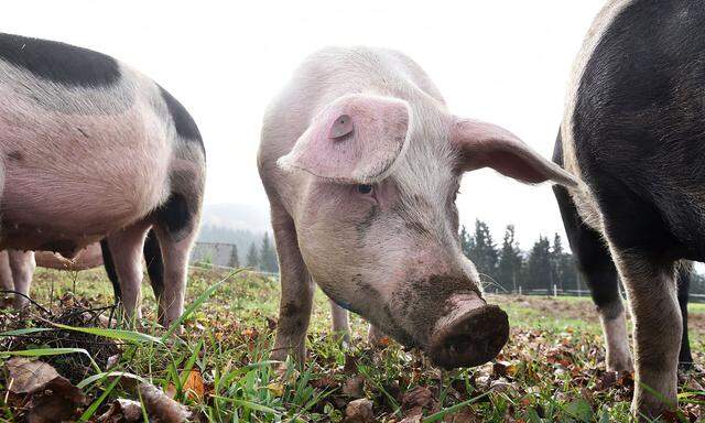 Schweine haben keine Schweißdrüsen.