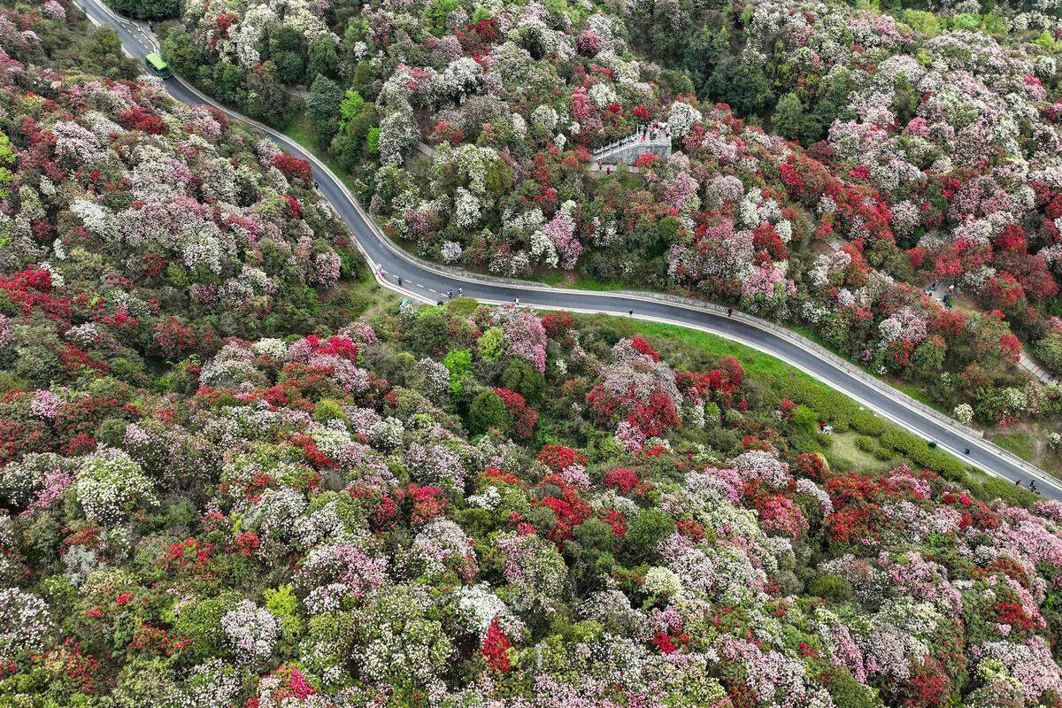 11. April. Azaleen-Blüte in der chinesischen Provinz Guizhou.