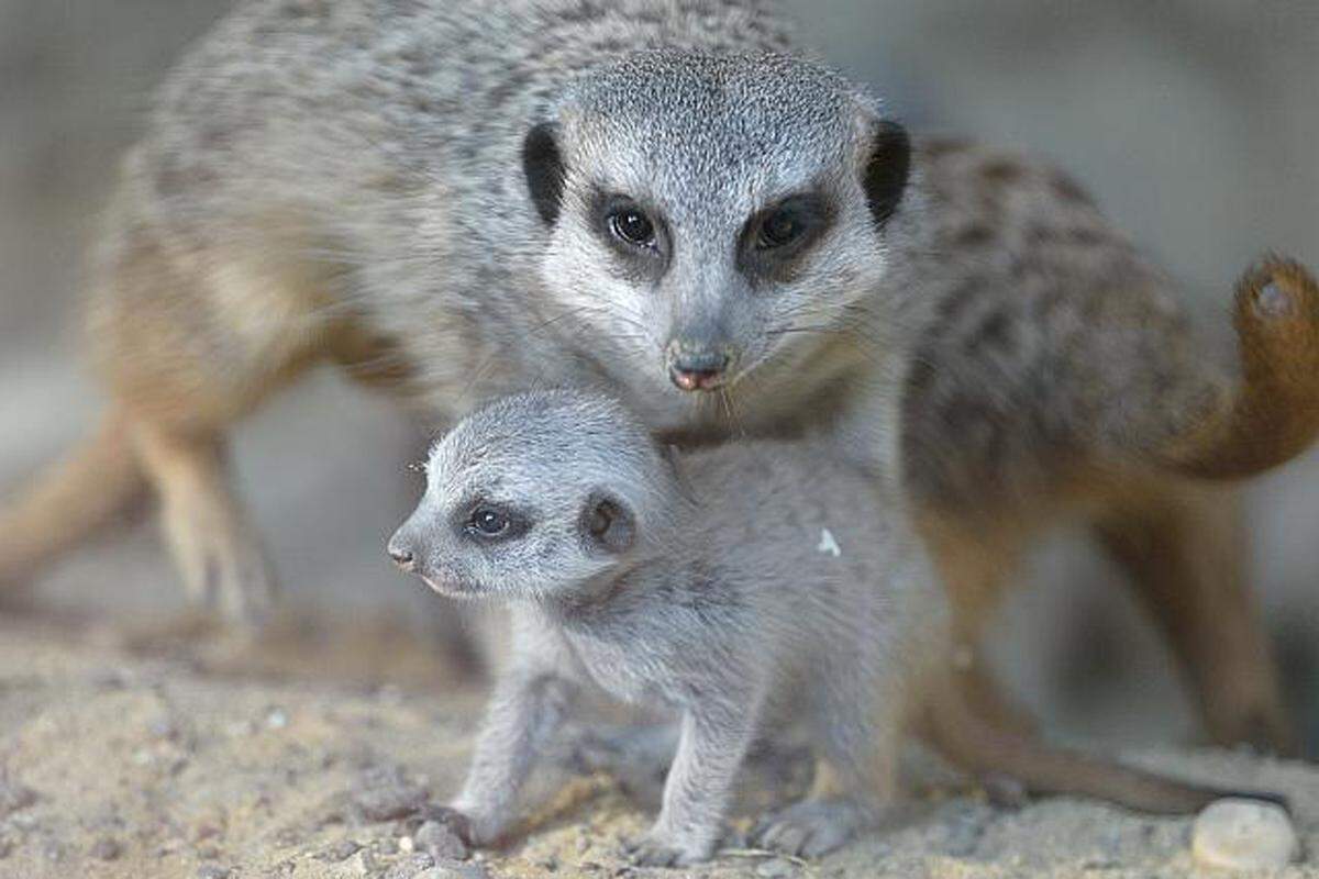 Die Tiergarten-Besucher haben abgestimmt und eine relativ eindeutige Entscheidung getroffen: Die Erdmännchen haben mit 15,8 Prozent der Stimmen gesiegt. Direktorin Dagmar Schratter erklärt diese Wahl so: "Bei den aufgeweckten Erdmännchen ist immer etwas los. Außerdem haben sie heuer gleich zwei Mal Nachwuchs bekommen, und die Kleinen sind natürlich extrem putzig, wenn sie miteinander spielen, im Sand buddeln oder aufrecht auf ihren Hinterfüßen stehen."