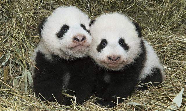 Wiener Pandazwillinge heißen Fu Feng und Fu Ban