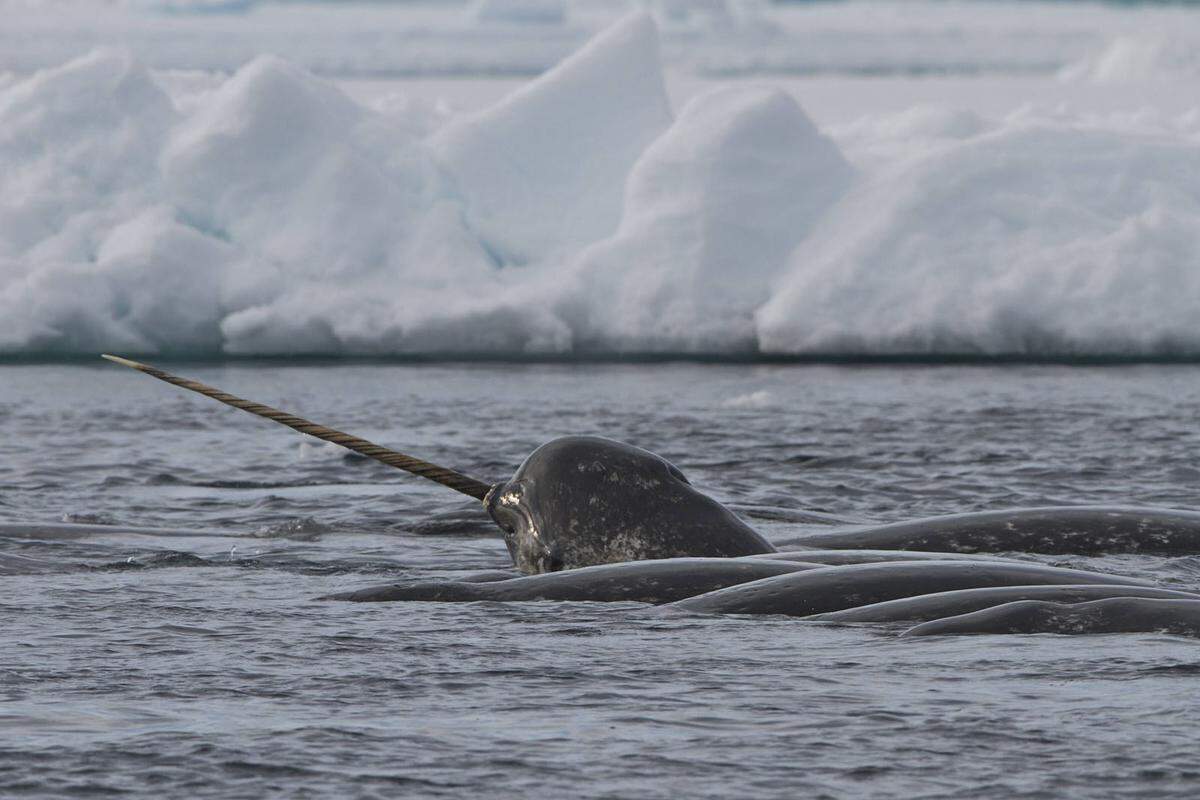 Narwale, auch "Einhörner des Meers" genannt, sind schwer zu beobachten. Am Ende der polaren Eiskappen hat man die größten Chancen, bis hinauf zu den Arktis-Siedlungen Pond Inlet, Resolute und Arctic Bay.    
