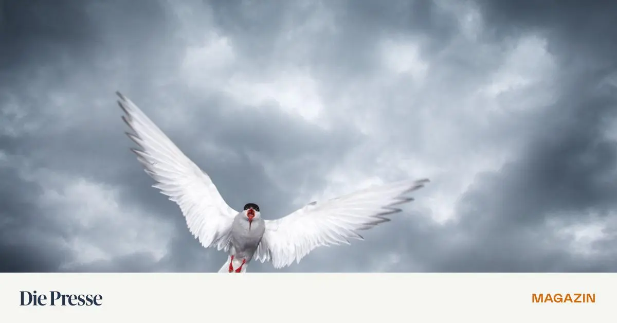 Flug-mit-Turbolader-premium-