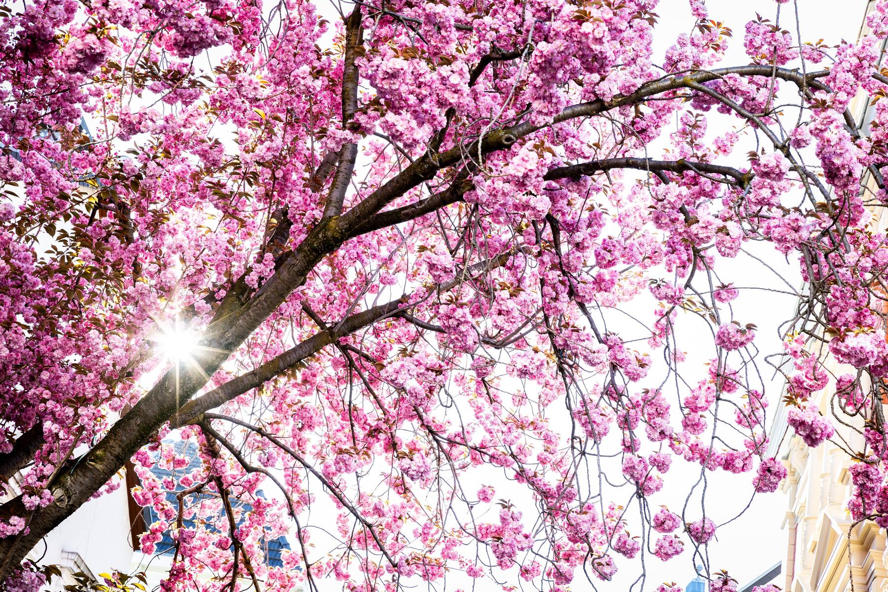 Zweitwärmster März in Europa seit Messbeginn